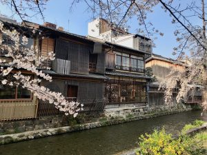 祇園桜7