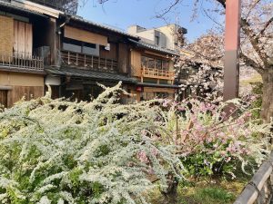 祇園桜8