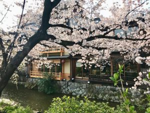 祇園桜9