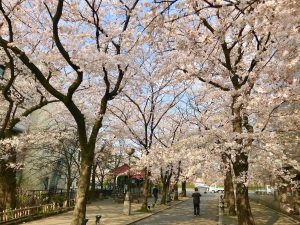 祇園桜11