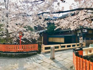 祇園桜12