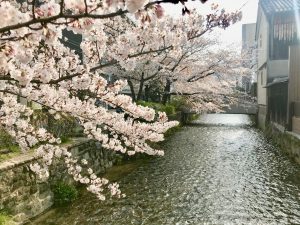 祇園桜1