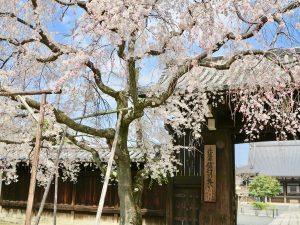 妙顕寺8