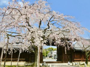 妙顕寺7