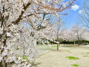 妙顕寺5