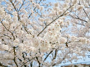 鴨川桜3
