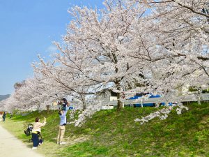 鴨川桜6