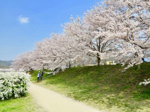 鴨川桜7