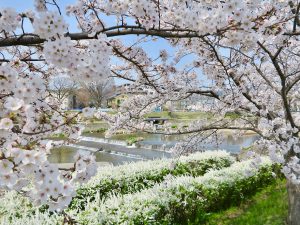 鴨川桜8