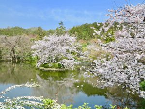 龍安寺桜