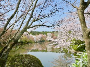 龍安寺桜3