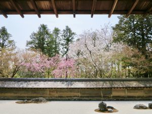 龍安寺桜4