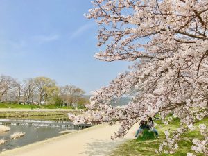 鴨川桜10