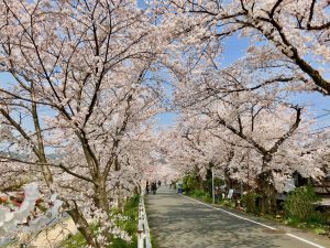 鴨川桜11