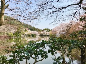 龍安寺桜12