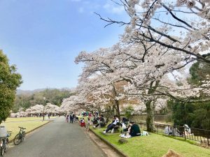 お花見 hqdefault.jpg