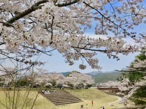 takaragaikesakurara8