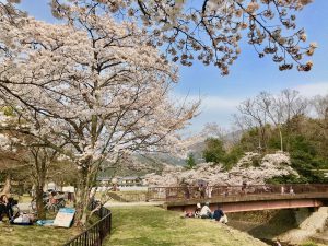 takaragaikesakurara7