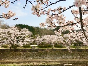 takaragaikesakurara4