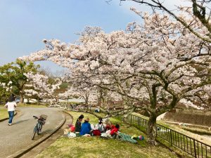 takaragaikesakurara3