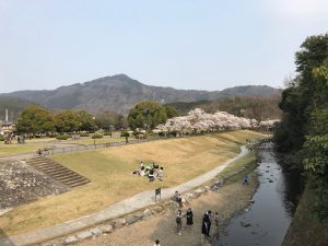 takaragaikesakurara2