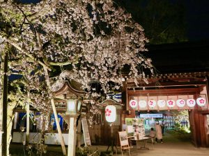 平野神社夜桜