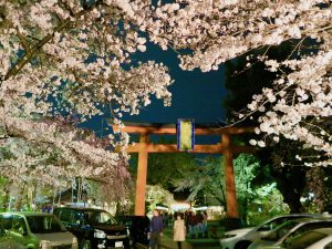 平野神社夜桜13