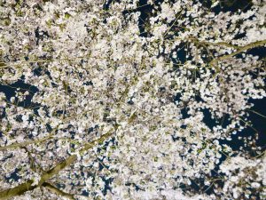 平野神社夜桜12