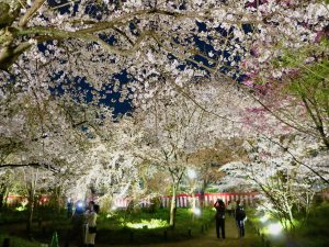 平野神社夜桜11