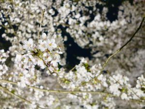 平野神社夜桜10