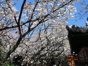 雨宝院桜13