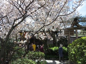 雨宝院桜7
