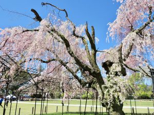 上賀茂神社桜2