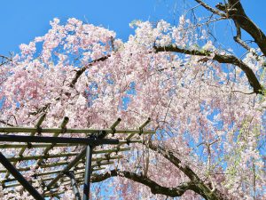 上賀茂神社桜5