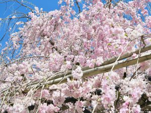 上賀茂神社桜4