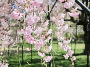 上賀茂神社桜18