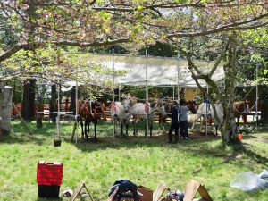 上賀茂神社桜16