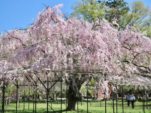 上賀茂神社桜15