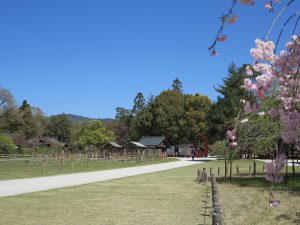 上賀茂神社桜14