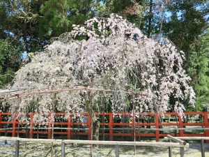 上賀茂神社桜9