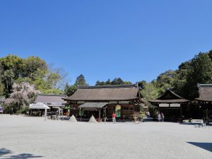 上賀茂神社桜8