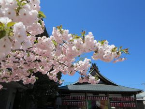 千本ゑんま堂桜10