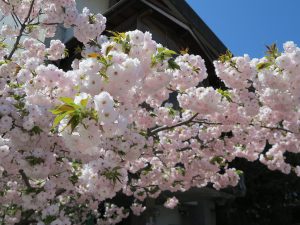 千本ゑんま堂桜6