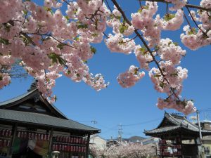 千本ゑんま堂桜4