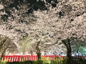 平野神社夜桜2