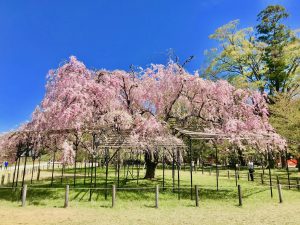 上賀茂神社桜6