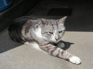 船はしや総本店33