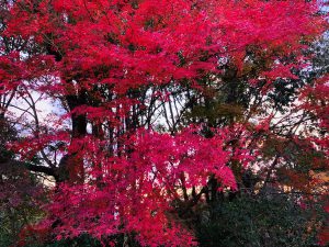 青蓮院紅葉ライトアップ16