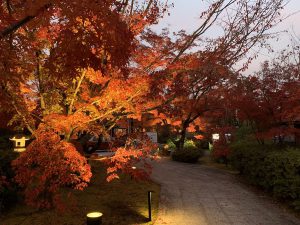 青蓮院紅葉ライトアップ15