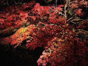 青蓮院紅葉ライトアップ7